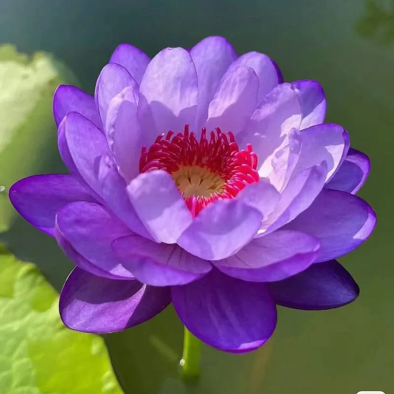 7 Days germination New Year Sale - The Charming Sacred Bonsai Bowl Lotus Seeds (Pack of 80)