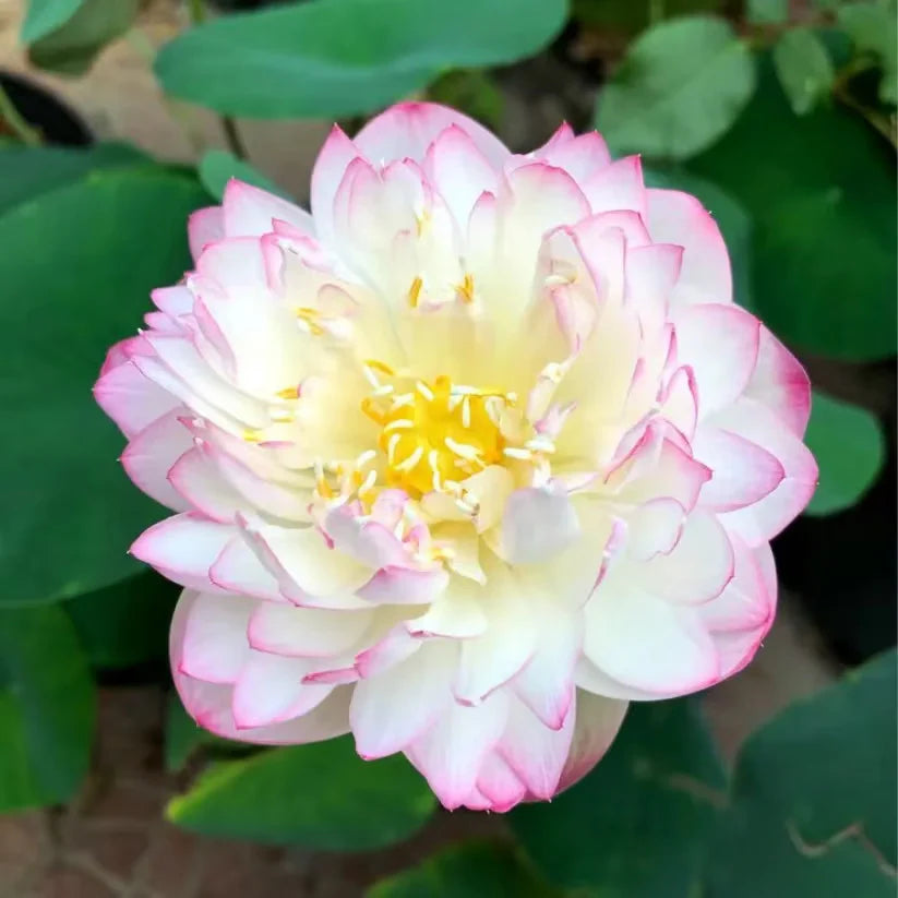 7 Days germination New Year Sale - The Charming Sacred Bonsai Bowl Lotus Seeds (Pack of 80)