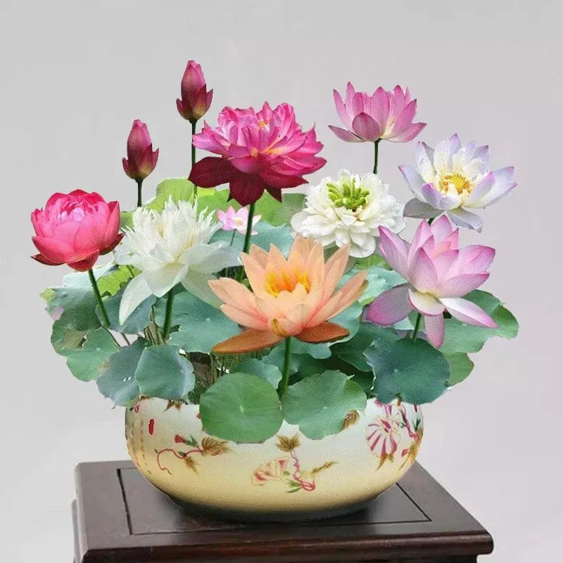 7 Days germination New Year Sale - The Charming Sacred Bonsai Bowl Lotus Seeds (Pack of 80)