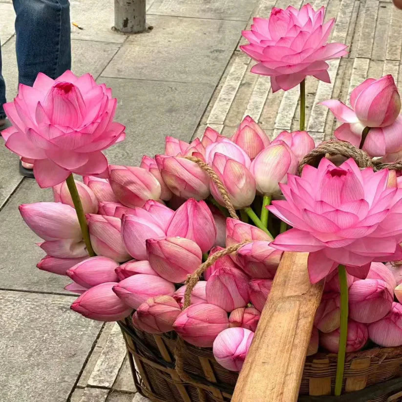 7 Days germination New Year Sale - The Charming Sacred Bonsai Bowl Lotus Seeds (Pack of 80)