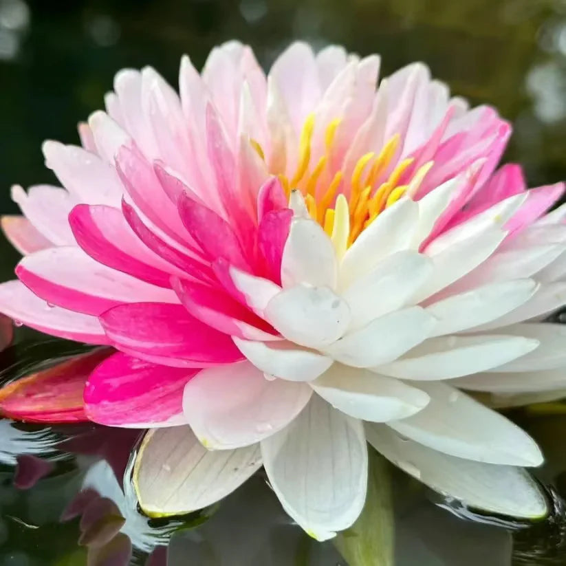 7 Days germination New Year Sale - The Charming Sacred Bonsai Bowl Lotus Seeds (Pack of 80)